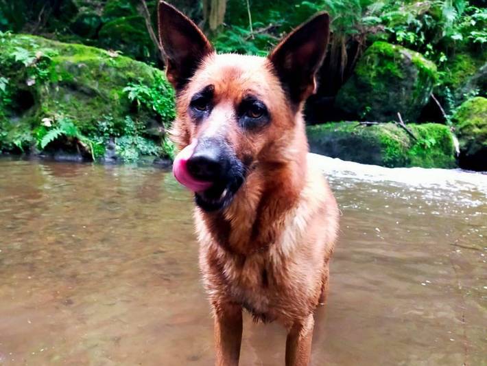 Ferienwohnung für 4 Personen, mit Terrasse in Bad Gottleuba-Berggießhübel - 3