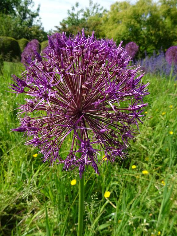 Chambre d’hôte pour 4 personnes, avec jardin dans Département Nord - 3