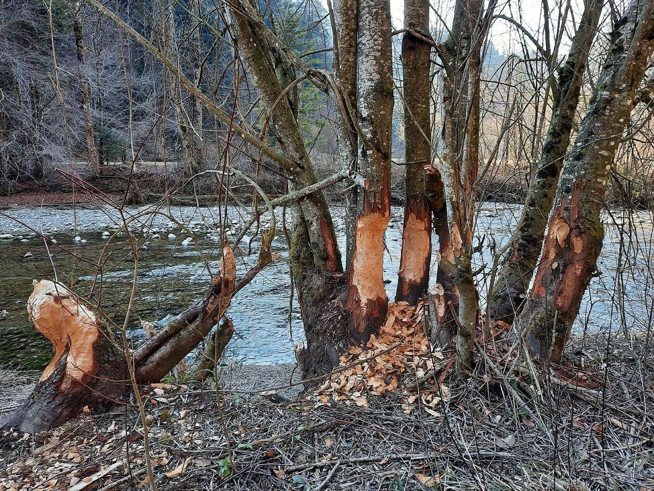 Ganze Ferienwohnung, Ferienwohnung mitten in der Natur in Berner Oberland
