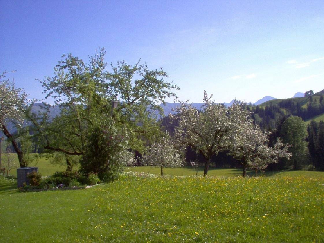 Ganze Ferienwohnung, Apartment"1" - 1 Schlafzi/Dusche/Bad/Wc,Tv,Blk in Kössen, Kaiserwinkl