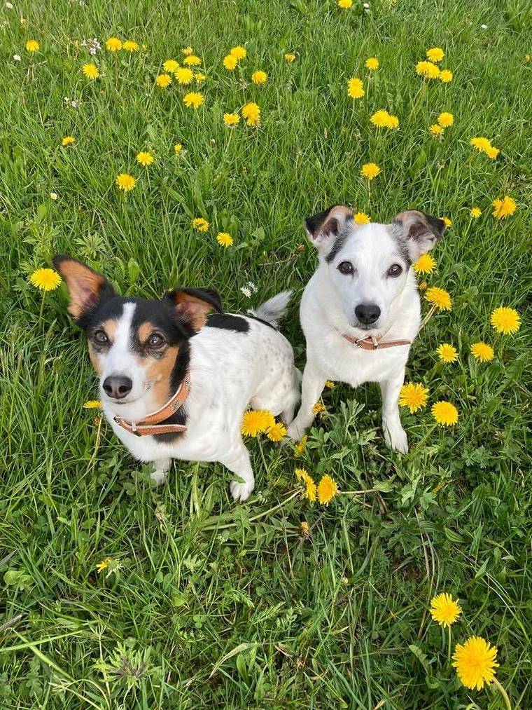 Ganze Ferienwohnung, Alpenflair - mit Königscard in Nesselwang, Bayerisch Schwaben
