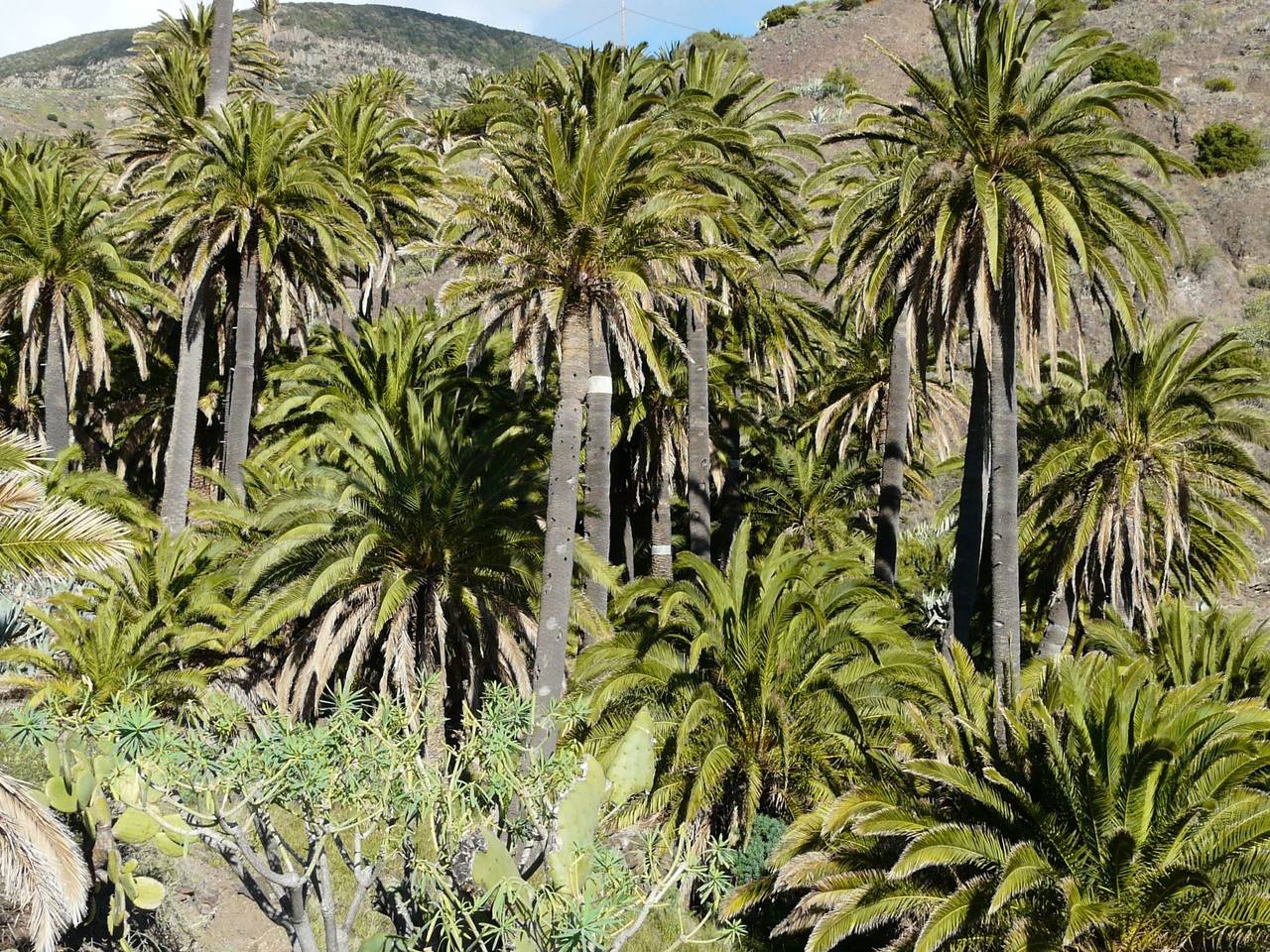 Finca mit Wasserblick in Tazo, Vallehermoso