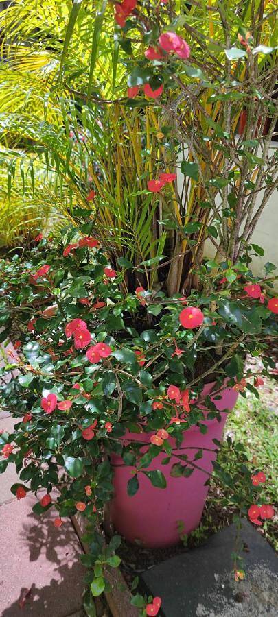 Gîte pour 4 personnes, avec terrasse à Bras-Panon - 3