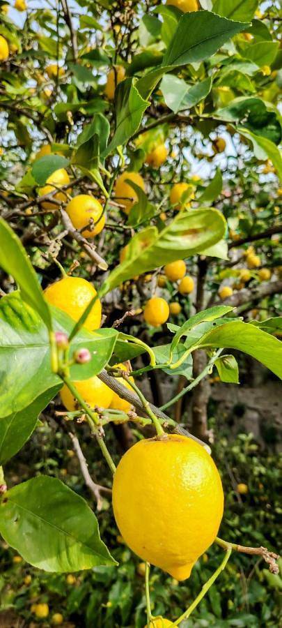Villa pour 8 personnes, avec jardin ainsi que terrasse et vue à Menton - 2