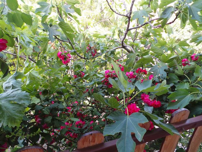 Gîte pour 3 personnes, avec jardin à Karlobag - 4