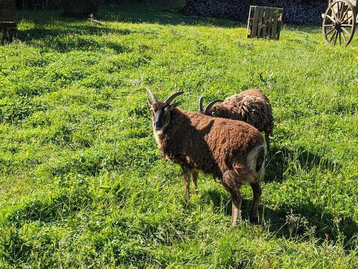 Location de vacances pour 2 personnes, avec vue et terrasse à Les Hautes-Rivières - 3