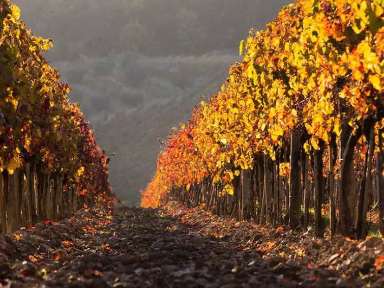 Geheel appartement, 3 kamers 6 personen in Poggibonsi, Chianti