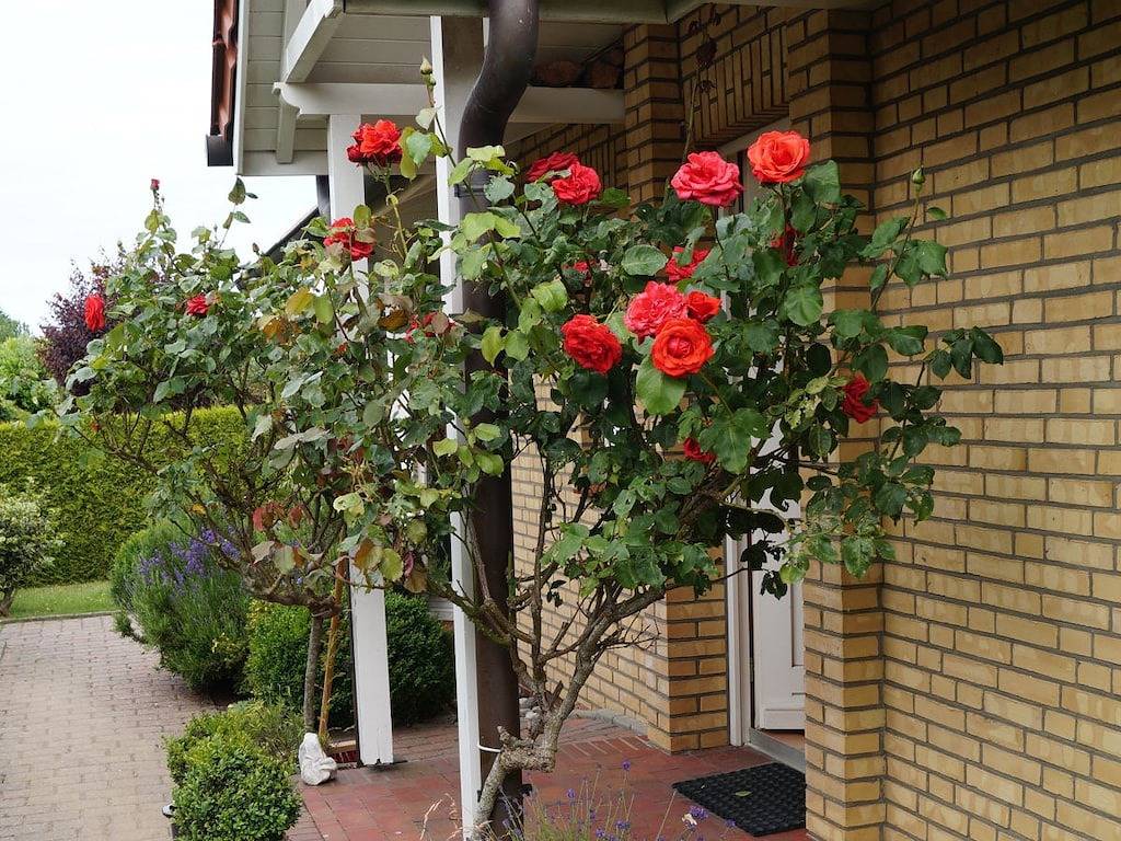 Ferienhaus mit 2 Schlafzimmer in Kronsgaard, Schleswig-Flensburg