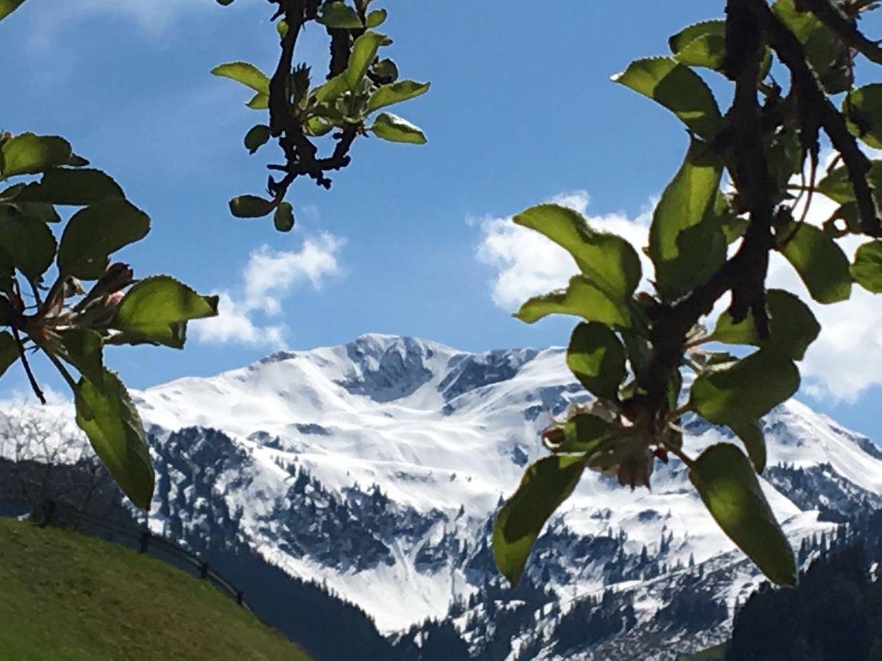 Weinrebenhütte Altensberg in Auffach, Wildschönau
