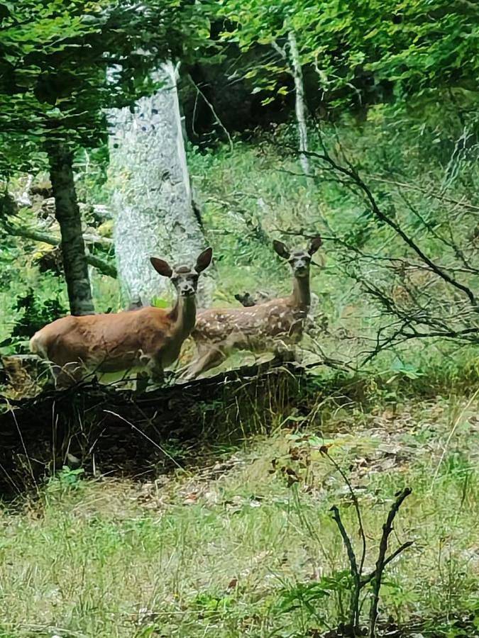 Location de vacances pour 15 personnes à Castillon-de-Larboust