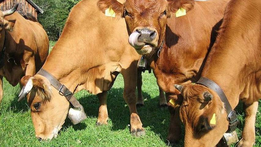 Gîte pour 2 personnes, avec jardin à Oberammergau - 3