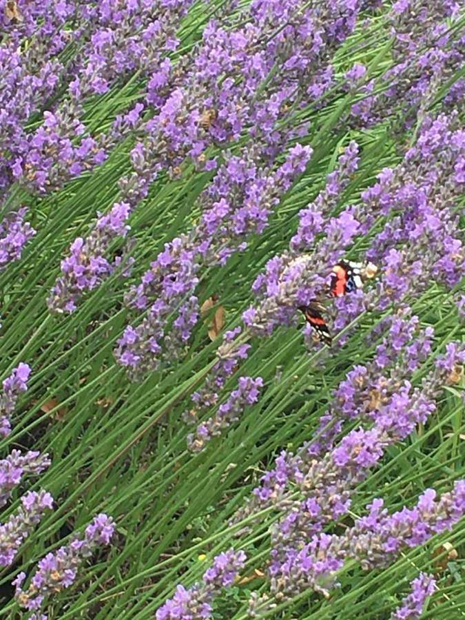 Location de vacances pour 10 personnes, avec sauna ainsi que terrasse et jardin, animaux acceptés dans Neuvy (Marne) - 3
