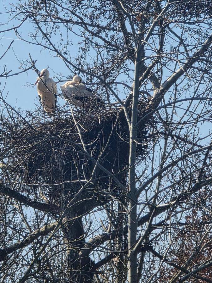 Location de vacances pour 6 personnes, avec vue et jardin à Meppel - 2