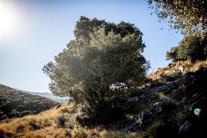 Location de vacances pour 2 personnes, avec jardin et vue à Camélas - 2