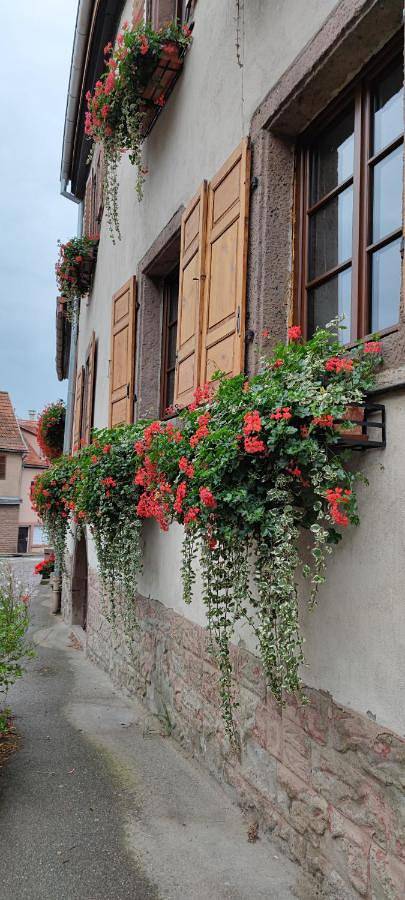 Gîte pour 4 personnes à Kintzheim - 3