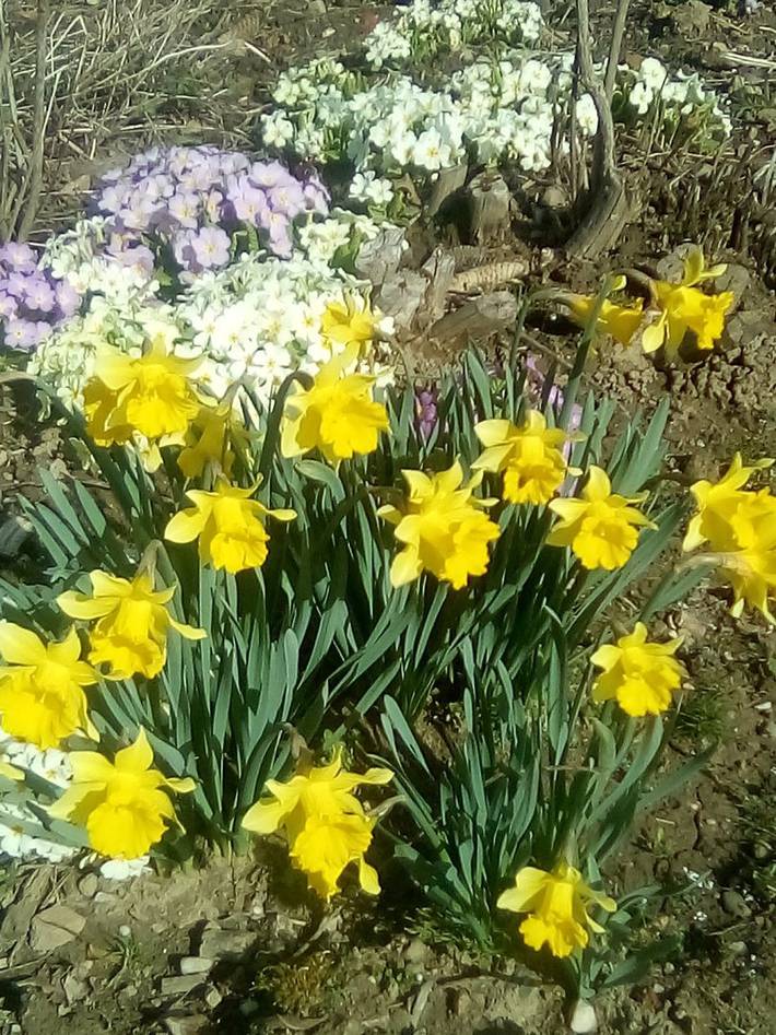 Gîte pour 5 personnes, avec jardin et terrasse dans Xertigny - 2