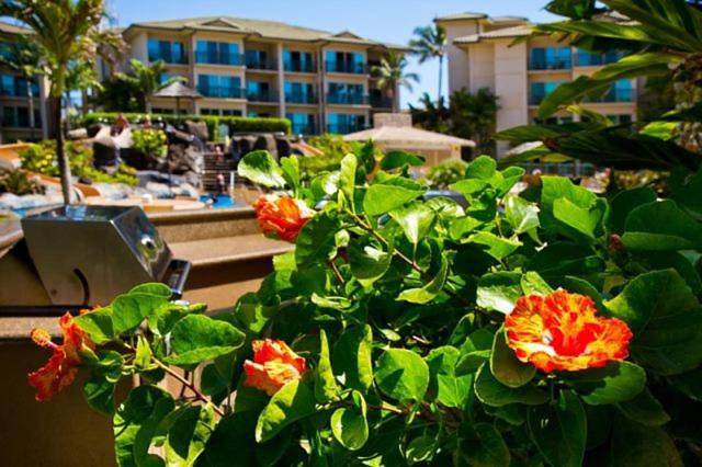 Apartamentos para temporada para 4 pessoas, com jacuzzi e balcão e ainda jardim - 1