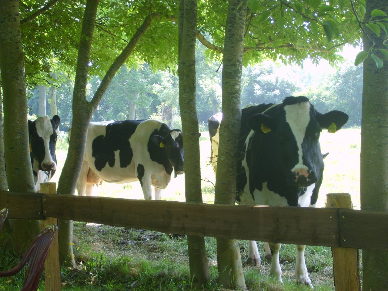 Vakantiehuis 'Seestern' met Privéterras, Gedeelde Tuin en Wi-Fi in Wangerland, Zuidelijke Noordzeekust