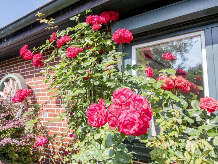 Ferienhaus für 8 Personen, mit Garten und Terrasse, mit Haustier in Westerland - 4
