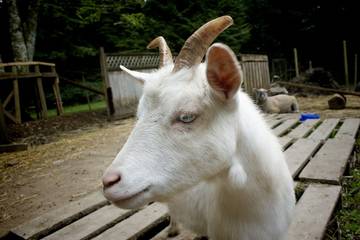 Cottage for 4 Guests in Victoria - Vancouver Island, Picture 4