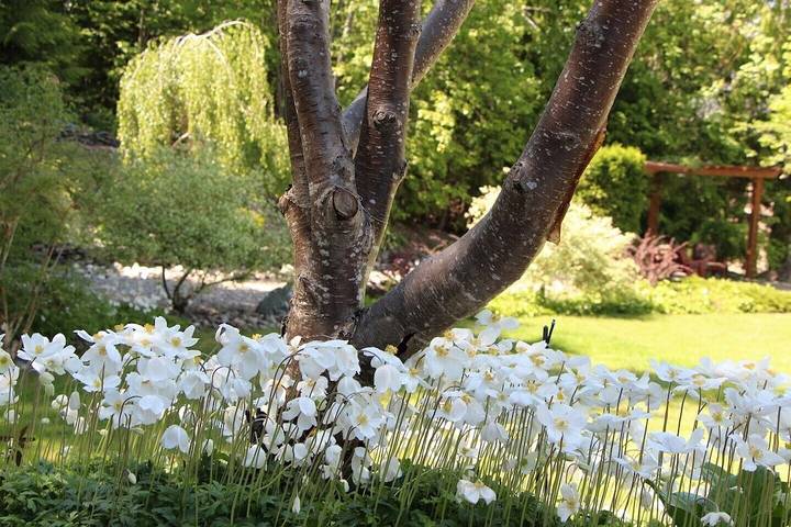 Maison d’hôte pour 4 personnes, avec jardin dans Canada - 3