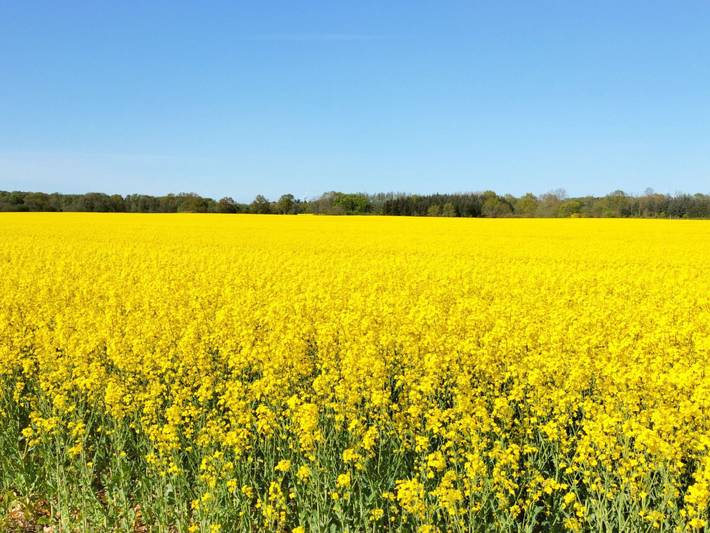 Ferienhaus für 6 Personen, mit Garten und Terrasse, kinderfreundlich in Damp - 4