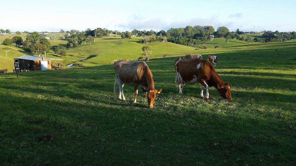 Maleny Clover Cottages in Maleny, Sunshine Coast