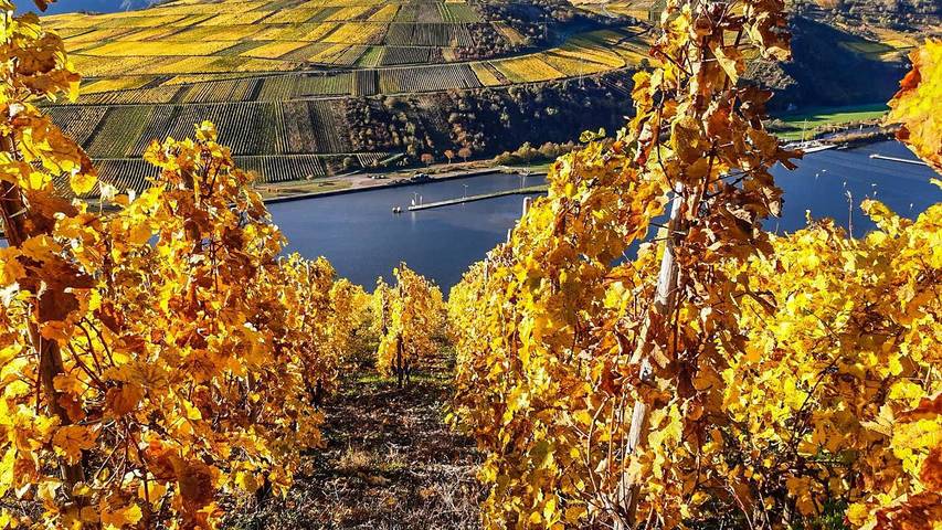 Ferienwohnung für 4 Personen, mit Garten in Piesport - 2