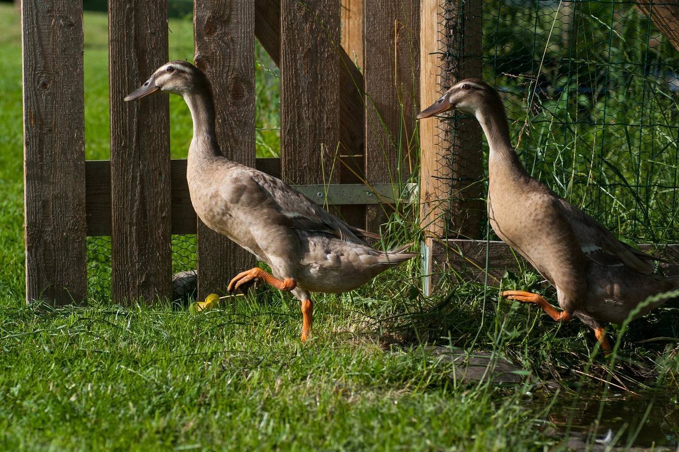 Ganze Ferienwohnung, Ferienwohnung Dobratsch in Karawanken und Bachergebirge, Finkenstein am Faaker See