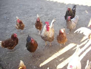 Bauernhof für 6 Personen in Sebnitz, Elbsandsteingebirge, Bild 3