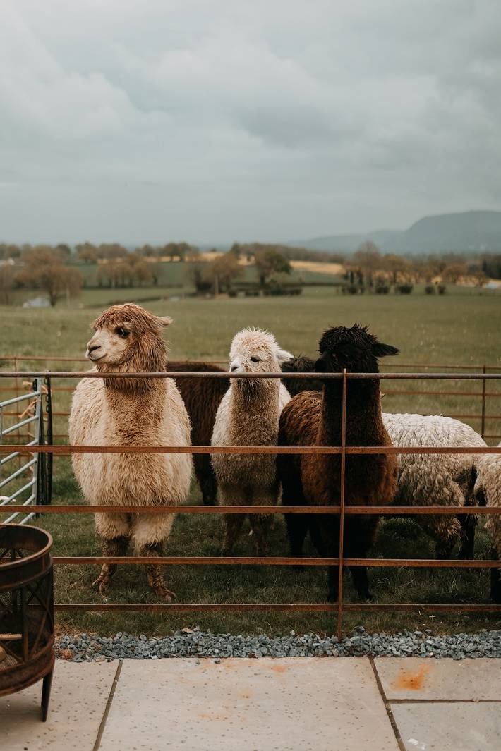 Glamping für 4 Personen, mit Ausblick und Garten, mit Haustier in Wales - 2