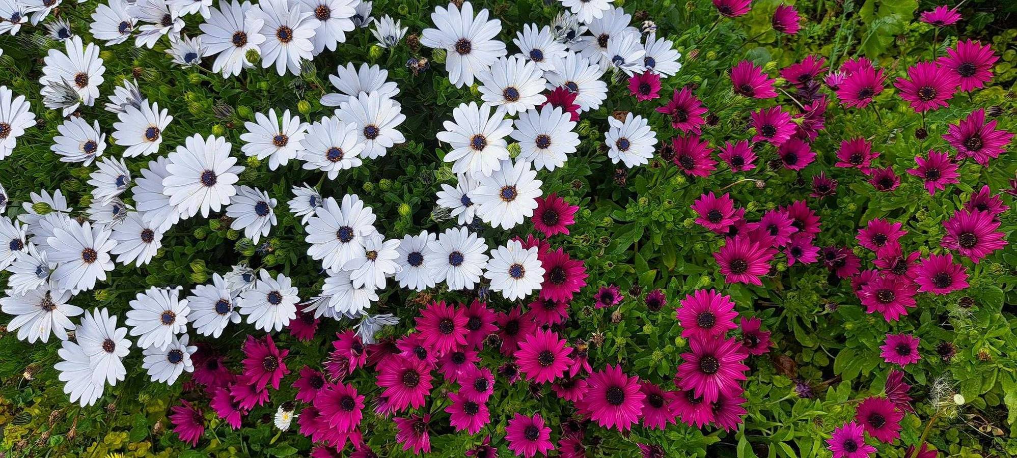 Le Figuier in Ria-Sirach, Parque Natural Regional de los Pirineos Catalanes