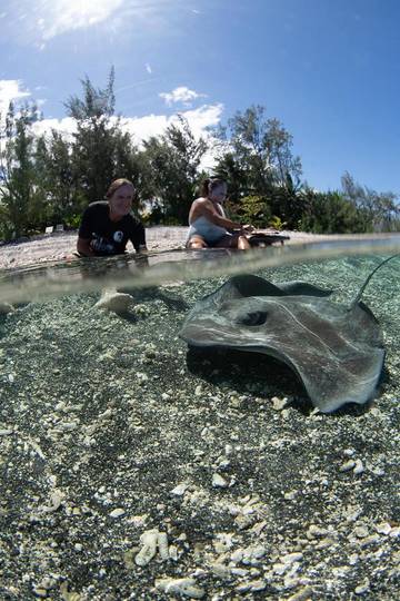 Maison d’hôte pour 4 personnes, avec vue et jardin dans Polynésie française
