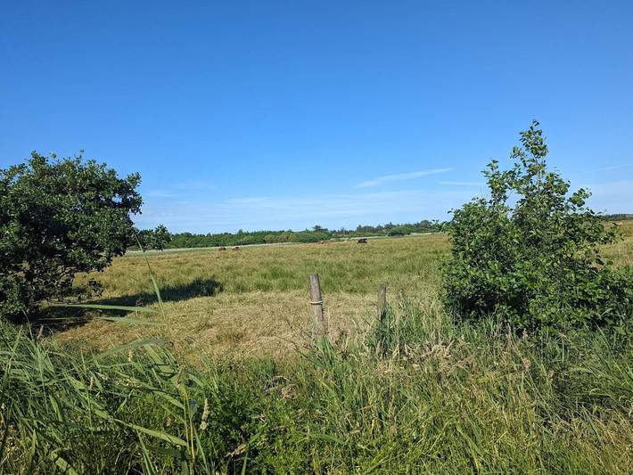 Ferienhaus für 8 Personen, mit Sauna, kinderfreundlich in Blavand - 3