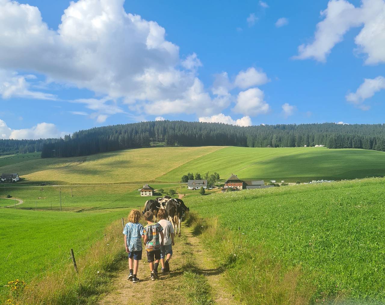 Entire holiday apartment, Ferienwohnung Bergblick, 48qm, 2 Schlafzimmer, max. 4 Personen in Suedlicher Schwarzwald, Eisenbach