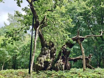 Ferieudlejning til 7 Personer i Kulhuse, Roskilde Fjord, Billede 3