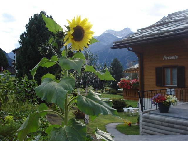 Ganze Ferienwohnung, Chalet Petunia -Bettwohnung in Grächen, Walliser Alpen