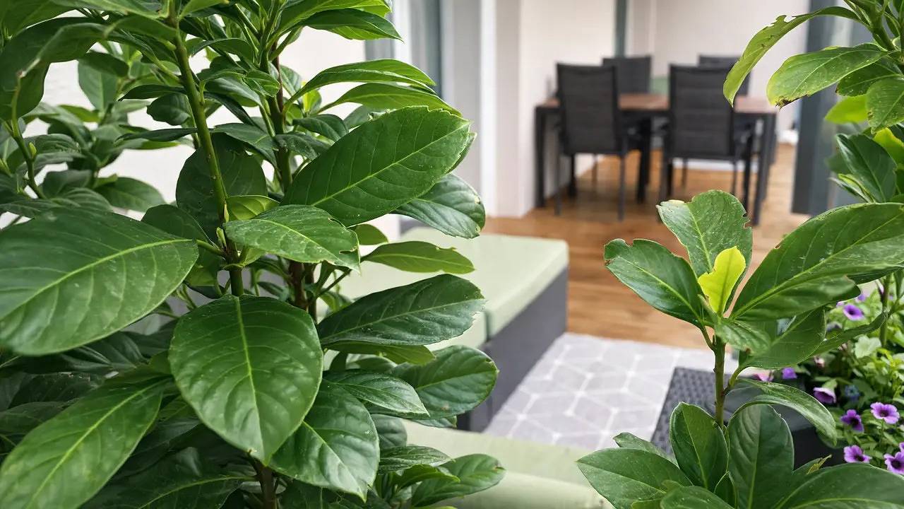 Appartement de vacances entier, Ferienwohnung für 4 Personen (55 m²) in Kramsach in Kramsach, Massif de l'Empereur