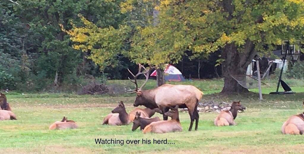 Cozy mountain retreat overlooking long-range mountain views. in Blue Ridge Parkway, Jackson County
