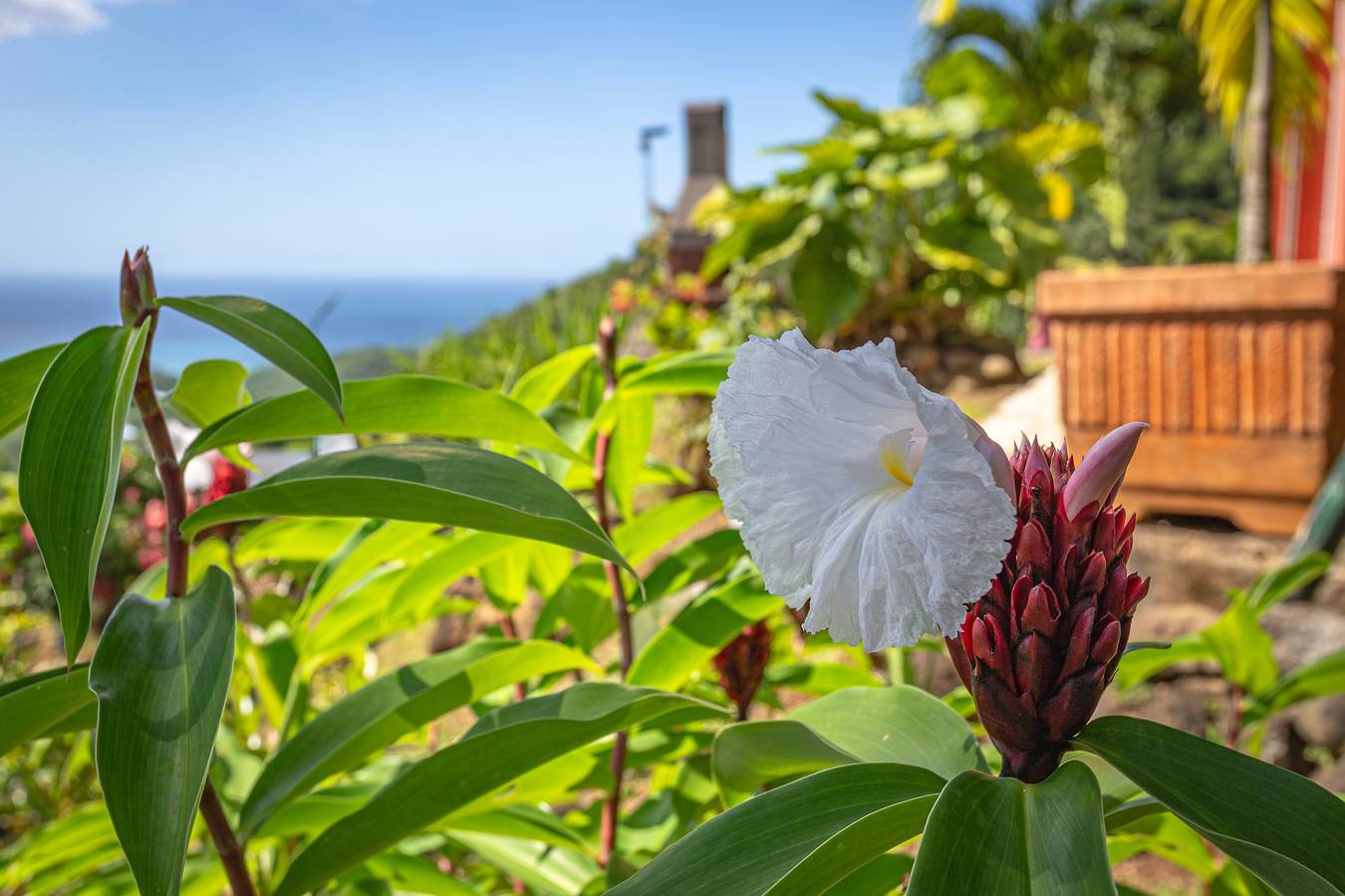 Gemütliche Villa in Deshaies – Meer- und Bergblick - 96 m² in Deshaies, Guadeloupe