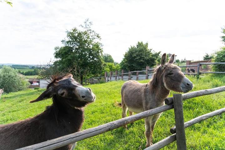 Location de vacances pour 8 personnes, avec jardin ainsi que piscine et vue à San Damiano d'Asti - 4