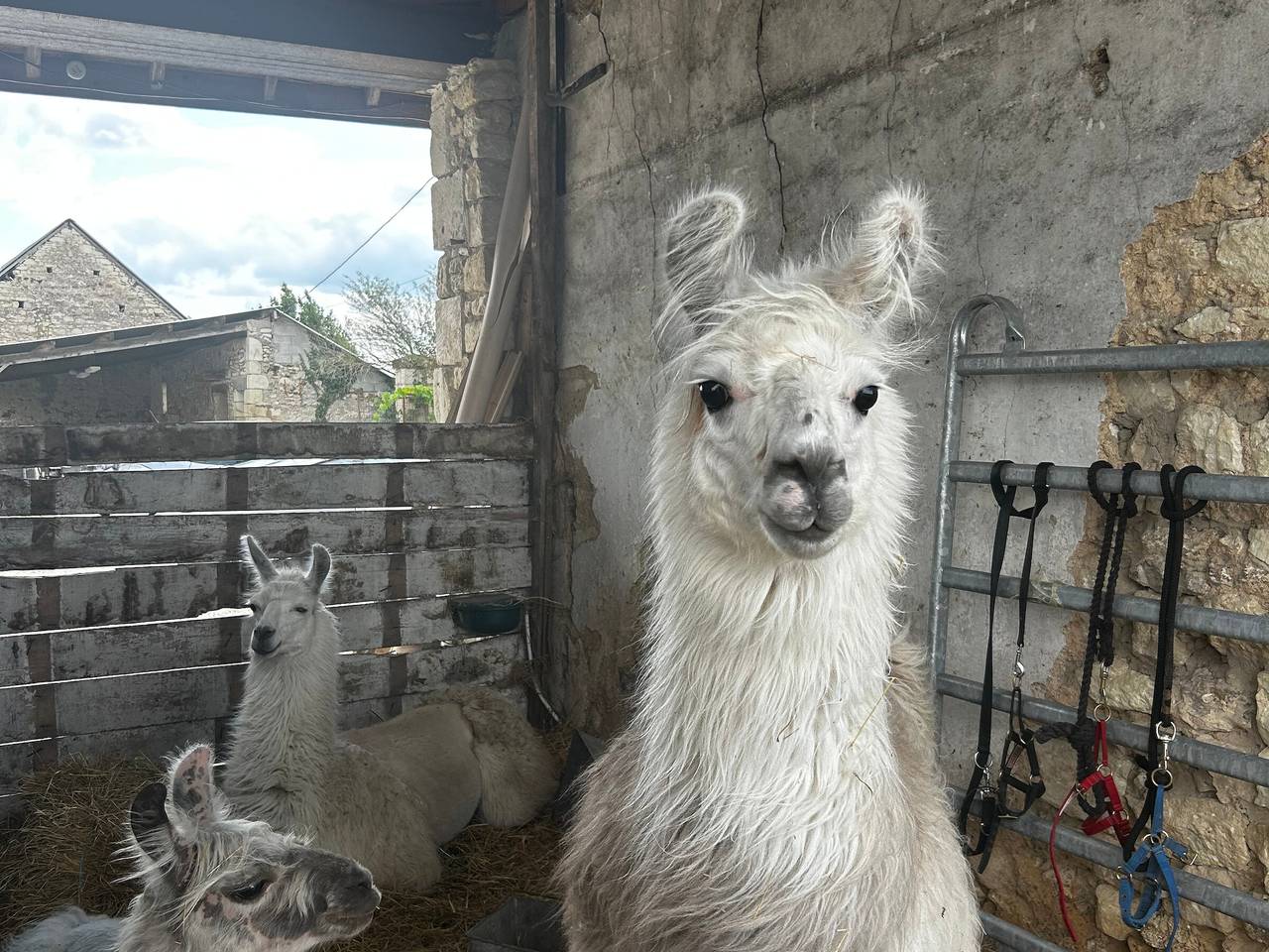 Gîte familial paisible à la ferme, 3 chambres in Senillé-Saint-Sauveur, Vienne (France)