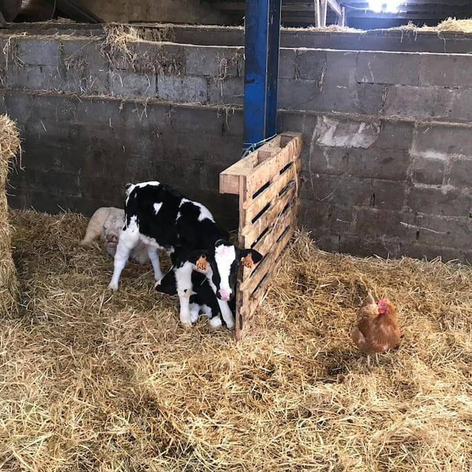 Location de vacances pour 12 personnes, avec jardin, animaux acceptés à Bastogne - 4