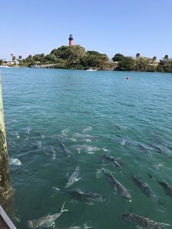 Ganze Wohnung, Für Herbstaufenthalte neu bewertet - Jupiter: \"Es ist nicht von dieser Welt!\" in Jupiter, Palm Beach County