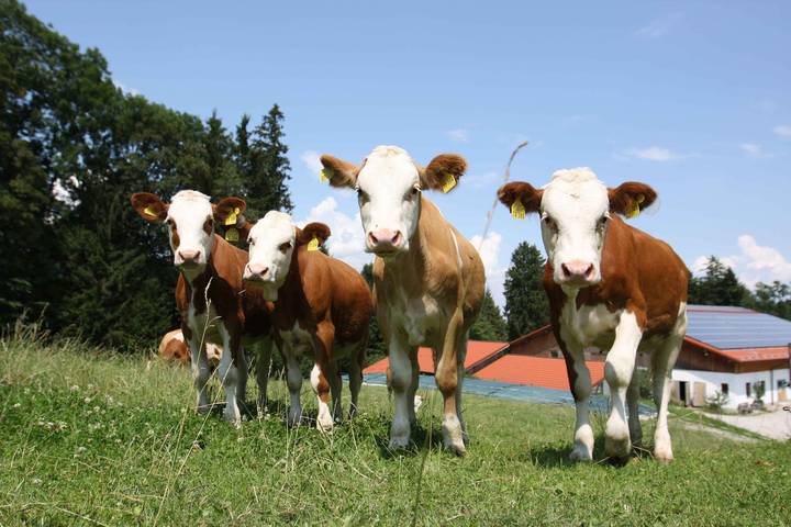 Bauernhof für 5 Personen, mit Balkon und Garten, kinderfreundlich in Bernau am Chiemsee - 4