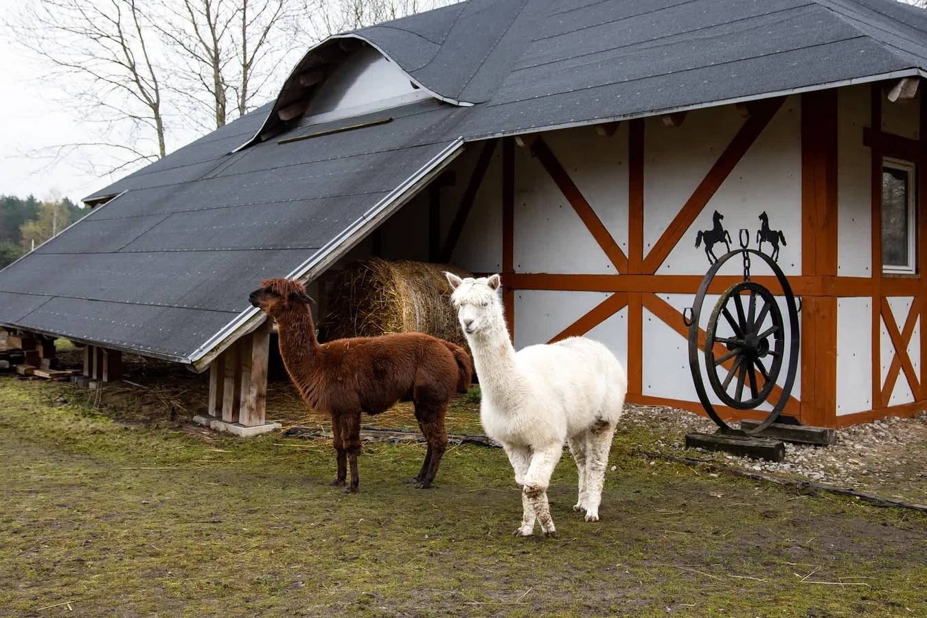 Camping für 6 Personen mit Garten in Großpolen