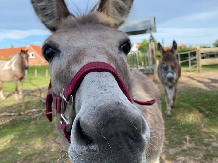 Ferienwohnung für 4 Personen, mit Garten, kinderfreundlich in Rettin