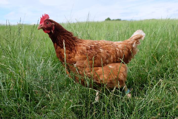 Ferienhaus für 5 Personen, mit Garten, kinderfreundlich im Taubertal - 3