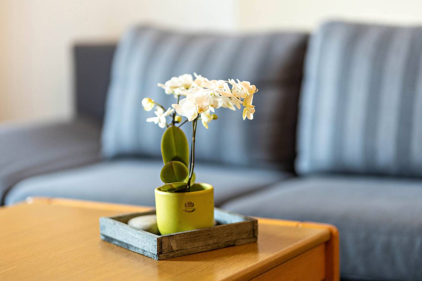 Ganze Wohnung, Appartement (Fuchsbau, 30qm) mit privater Terrasse und Wi-Fi in Schmallenberg, Hochsauerlandkreis