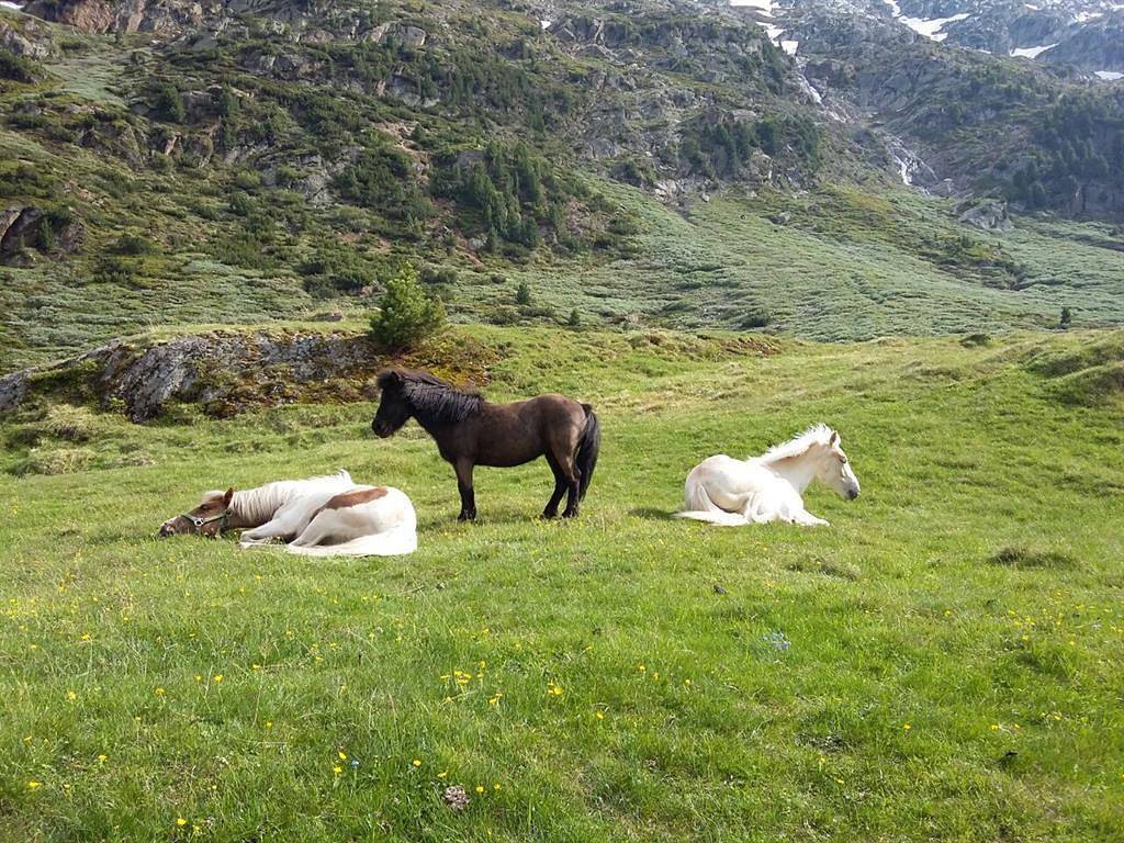 Ganze Ferienwohnung, Studio "Talleit" in Weißkamm, Sölden (Österreich)